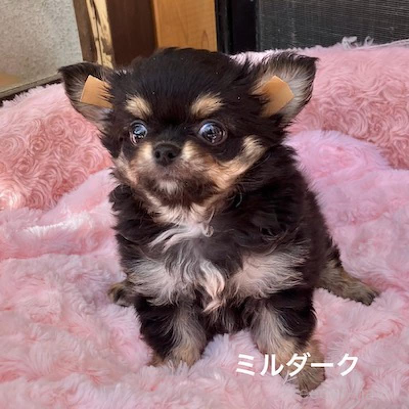 販売中の群馬県のチワワ(ロングコート)-430851の5枚目