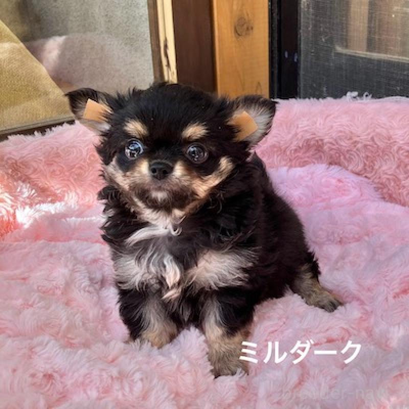 販売中の群馬県のチワワ(ロングコート)-430851の3枚目