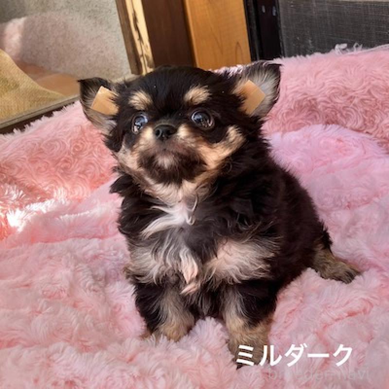 販売中の群馬県のチワワ(ロングコート)-430851の4枚目