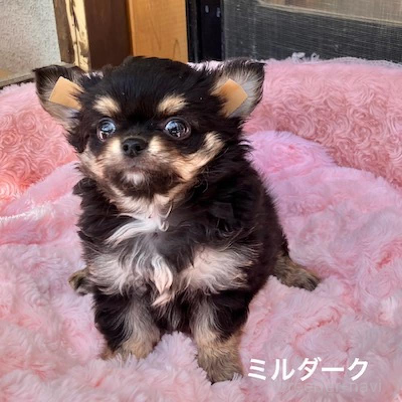 販売中の群馬県のチワワ(ロングコート)-430851の2枚目