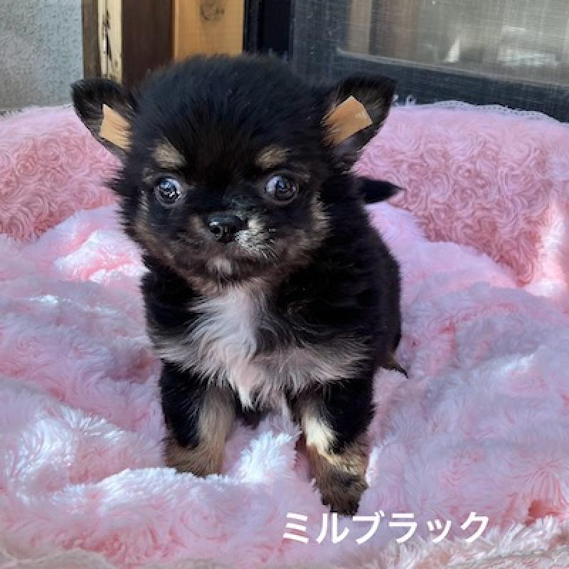 販売中の群馬県のチワワ(ロングコート)-430852の10枚目