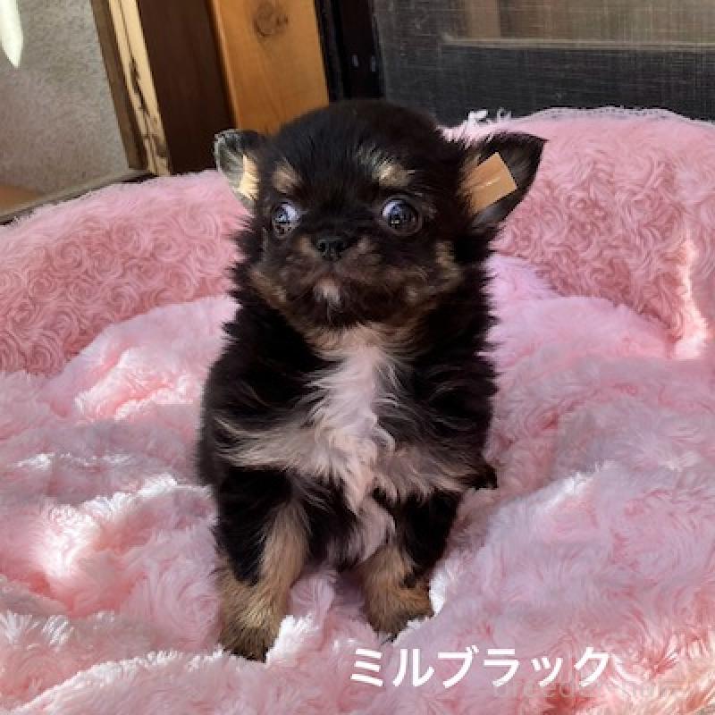 販売中の群馬県のチワワ(ロングコート)-430852の8枚目