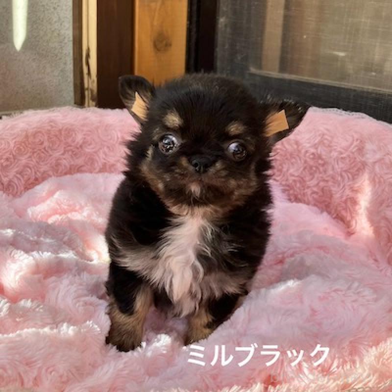 販売中の群馬県のチワワ(ロングコート)-430852の9枚目