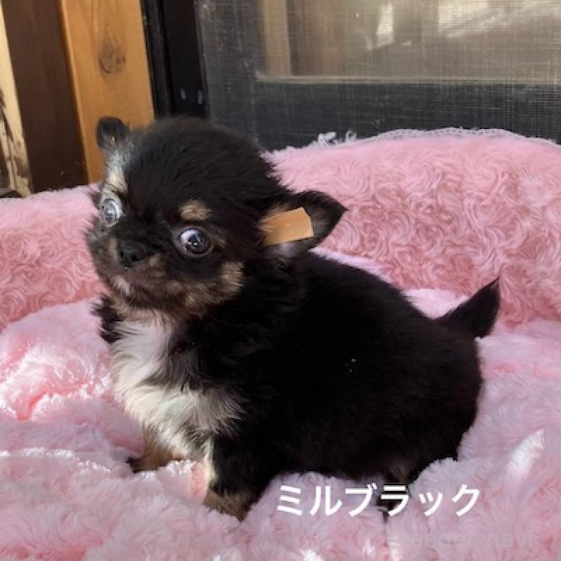 販売中の群馬県のチワワ(ロングコート)-430852の7枚目