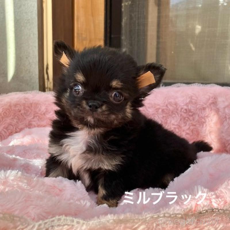 販売中の群馬県のチワワ(ロングコート)-430852