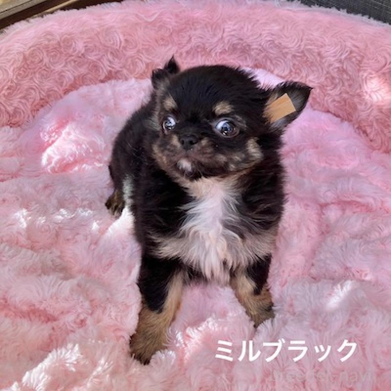 販売中の群馬県のチワワ(ロングコート)-430852の6枚目