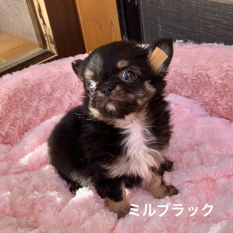 販売中の群馬県のチワワ(ロングコート)-430852の5枚目