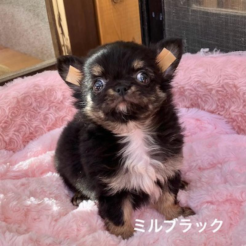 販売中の群馬県のチワワ(ロングコート)-430852の4枚目