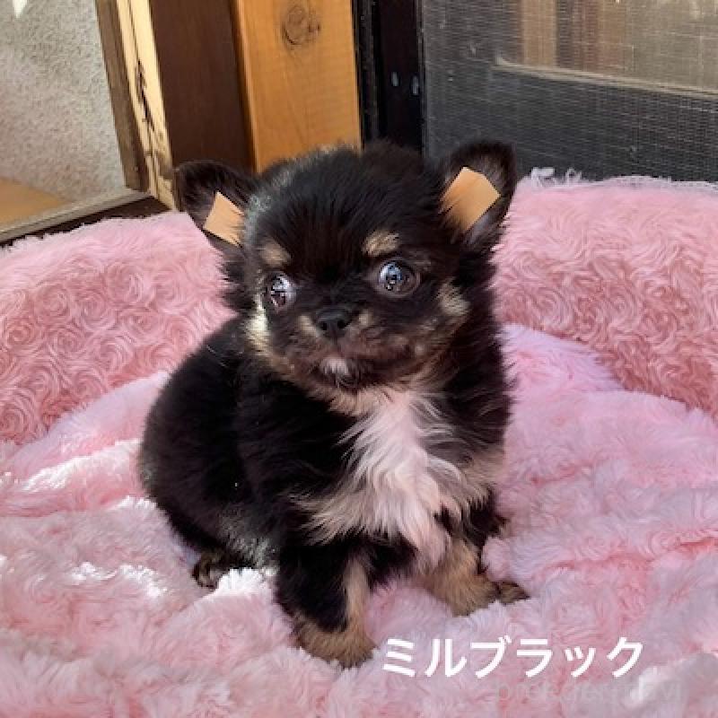 販売中の群馬県のチワワ(ロングコート)-430852の2枚目