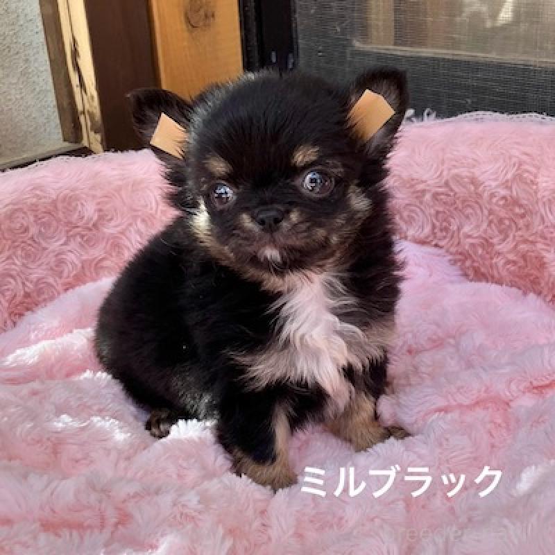 販売中の群馬県のチワワ(ロングコート)-430852の3枚目