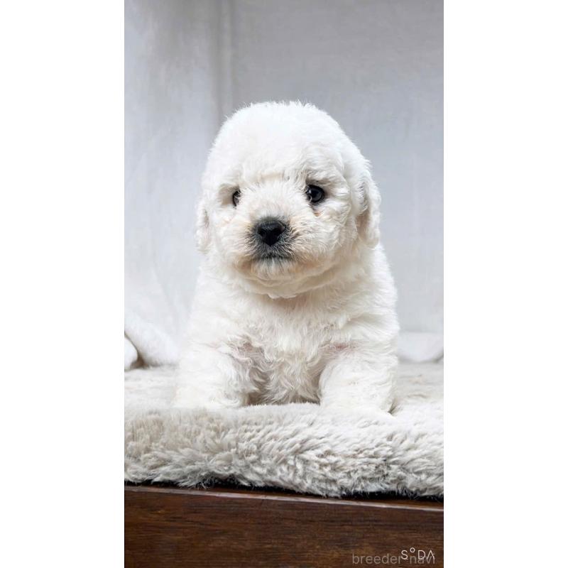 販売中の奈良県のビションフリーゼ-430853の8枚目