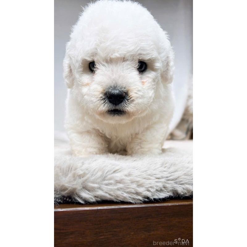 販売中の奈良県のビションフリーゼ-430853の7枚目