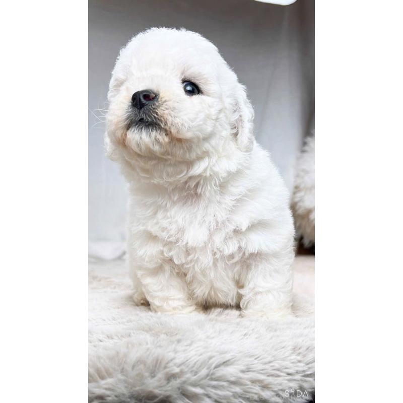 販売中の奈良県のビションフリーゼ-430853の6枚目