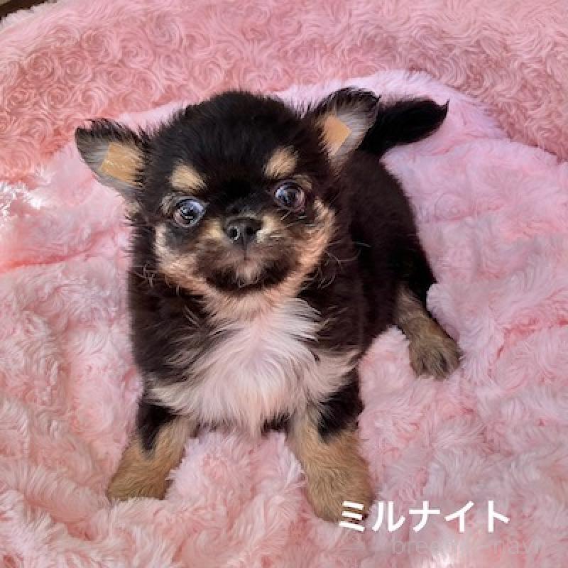 販売中の群馬県のチワワ(ロングコート)-430854の6枚目