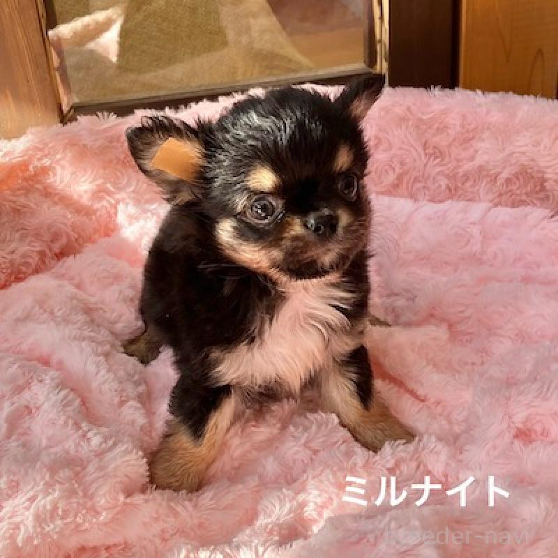 販売中の群馬県のチワワ(ロングコート)-430854の5枚目