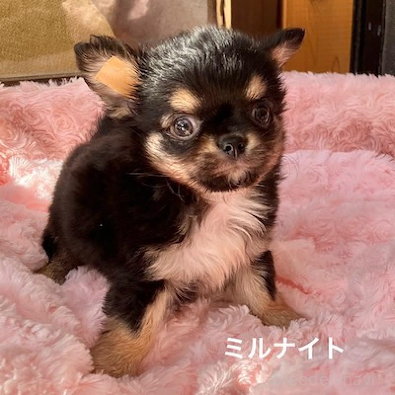 販売中の群馬県のチワワ(ロングコート)-430854の4枚目