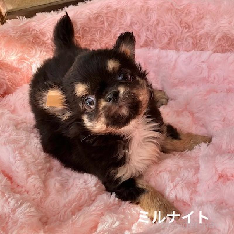 販売中の群馬県のチワワ(ロングコート)-430854