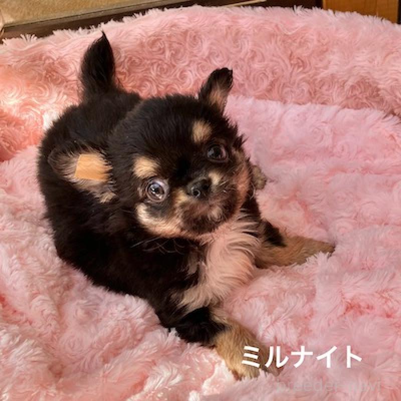 販売中の群馬県のチワワ(ロングコート)-430854の3枚目