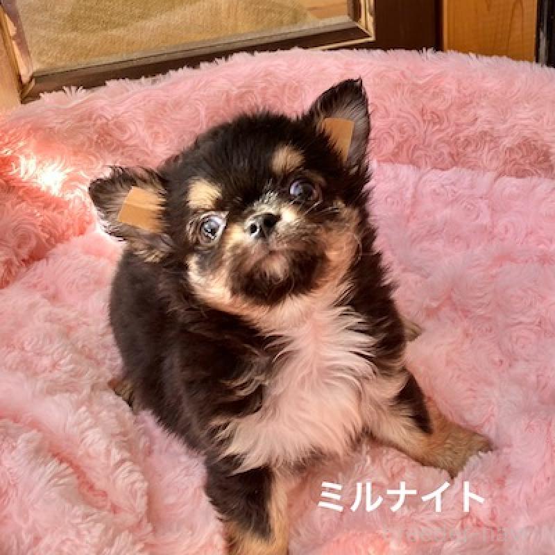 販売中の群馬県のチワワ(ロングコート)-430854の2枚目