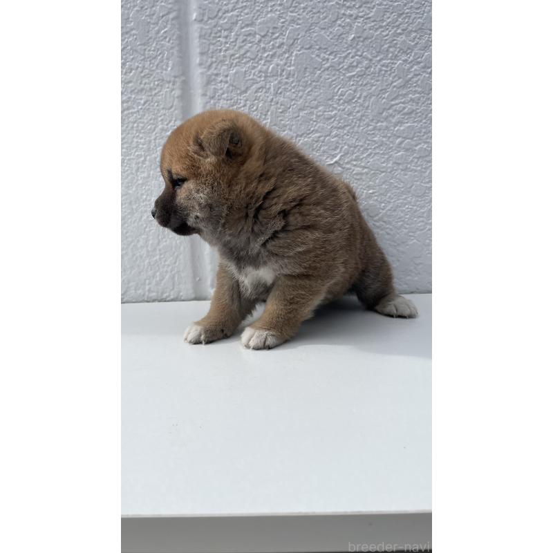 販売中の岐阜県の柴犬-430855の5枚目