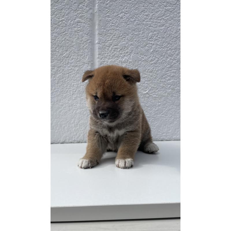 販売中の岐阜県の柴犬-430855の4枚目