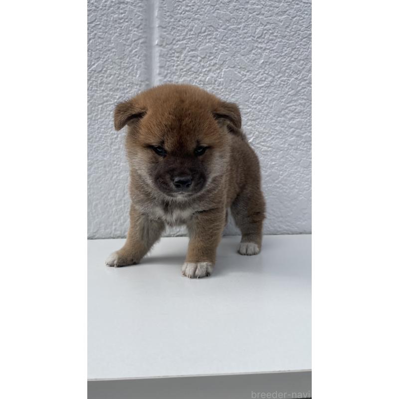 販売中の岐阜県の柴犬-430855の3枚目