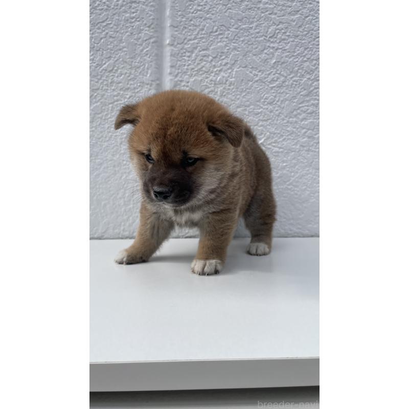 販売中の岐阜県の柴犬-430855の2枚目