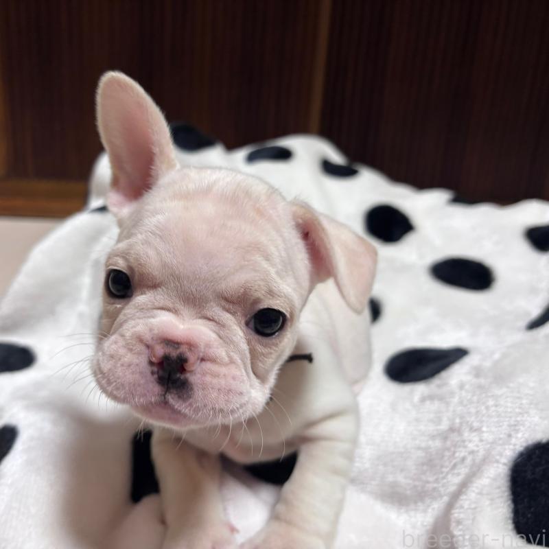 販売中の三重県のフレンチブルドッグ-429811