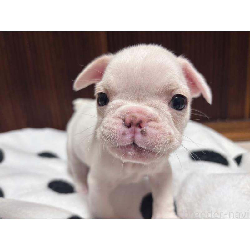 販売中の三重県のフレンチブルドッグ-429829