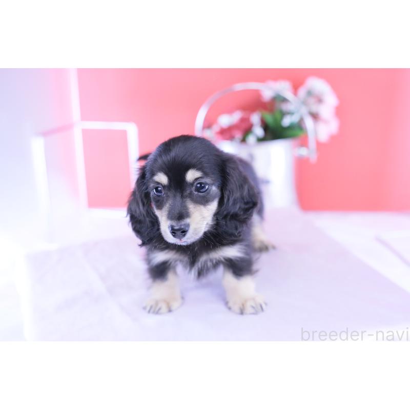 販売中の愛知県のカニンヘンダックスフンド(ロングヘアード)-424763の14枚目