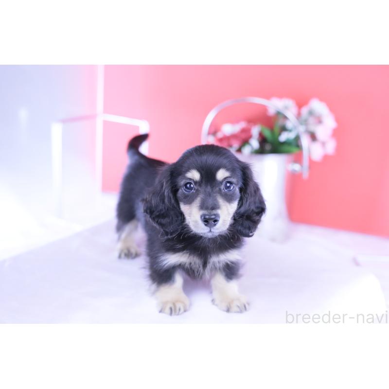 販売中の愛知県のカニンヘンダックスフンド(ロングヘアード)-424763の12枚目