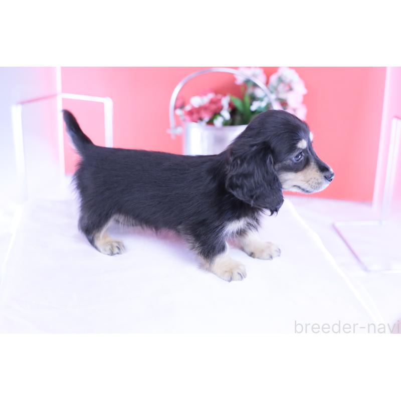 販売中の愛知県のカニンヘンダックスフンド(ロングヘアード)-424763の11枚目