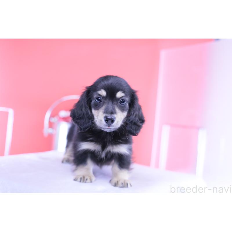 販売中の愛知県のカニンヘンダックスフンド(ロングヘアード)-424763の10枚目