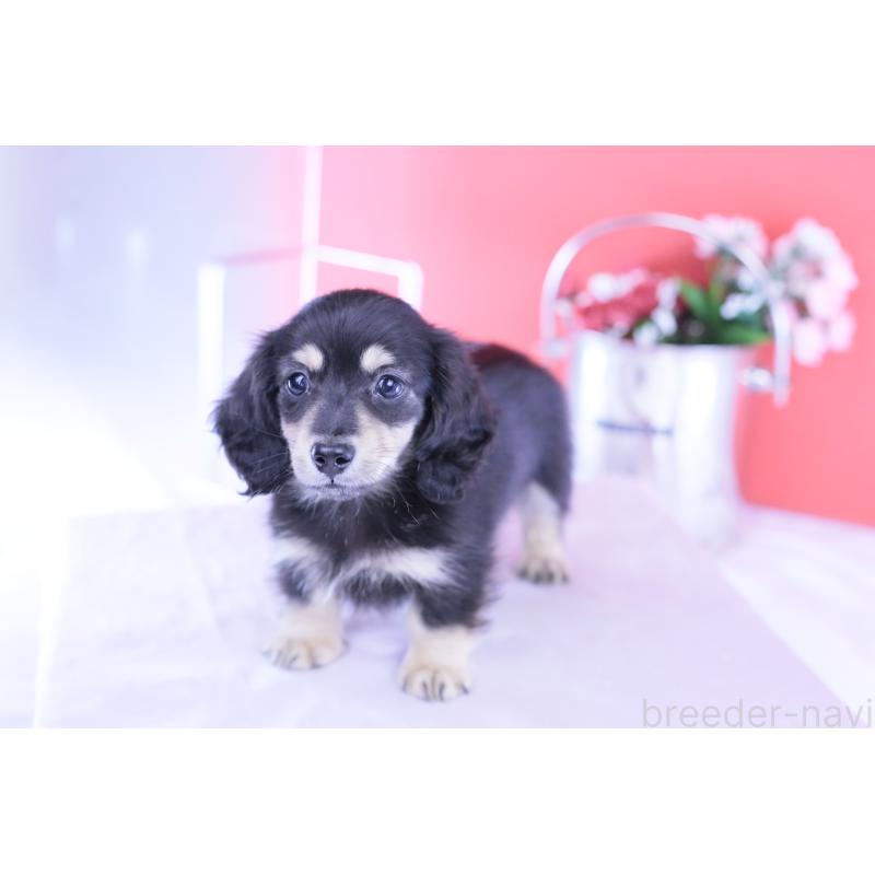 販売中の愛知県のカニンヘンダックスフンド(ロングヘアード)-424763の8枚目