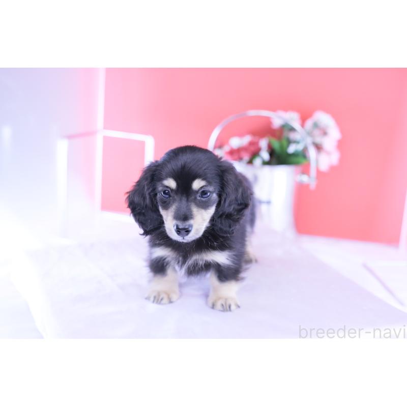 販売中の愛知県のカニンヘンダックスフンド(ロングヘアード)-424763の7枚目