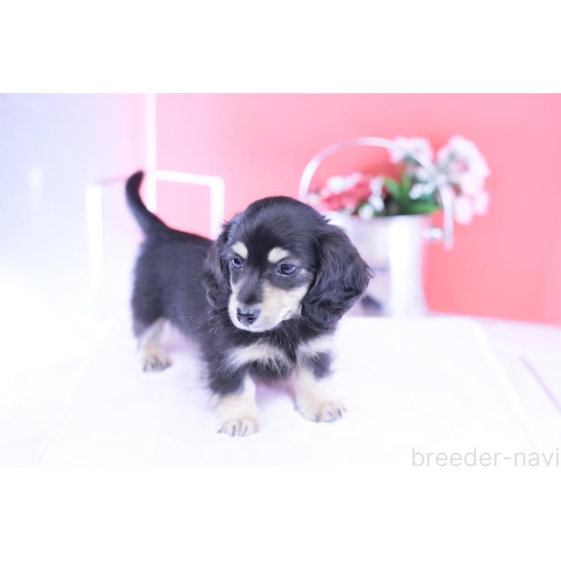 販売中の愛知県のカニンヘンダックスフンド(ロングヘアード)-424763の6枚目