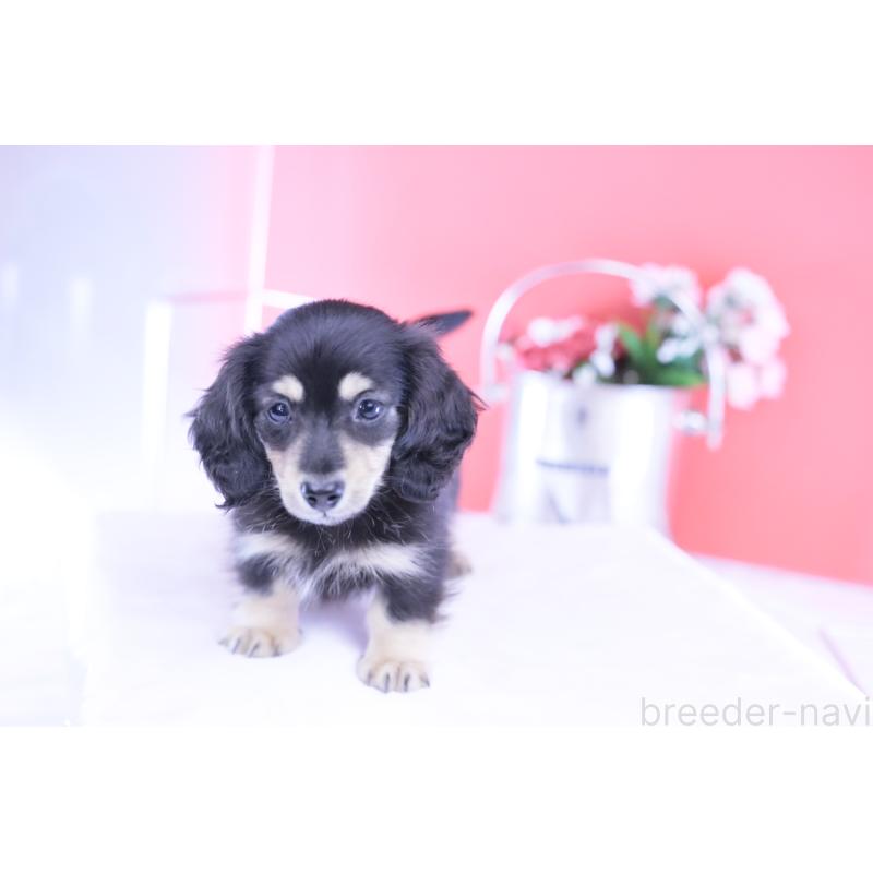 販売中の愛知県のカニンヘンダックスフンド(ロングヘアード)-424763の5枚目