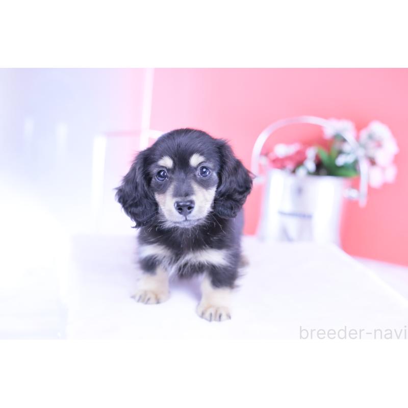 販売中の愛知県のカニンヘンダックスフンド(ロングヘアード)-424763の4枚目