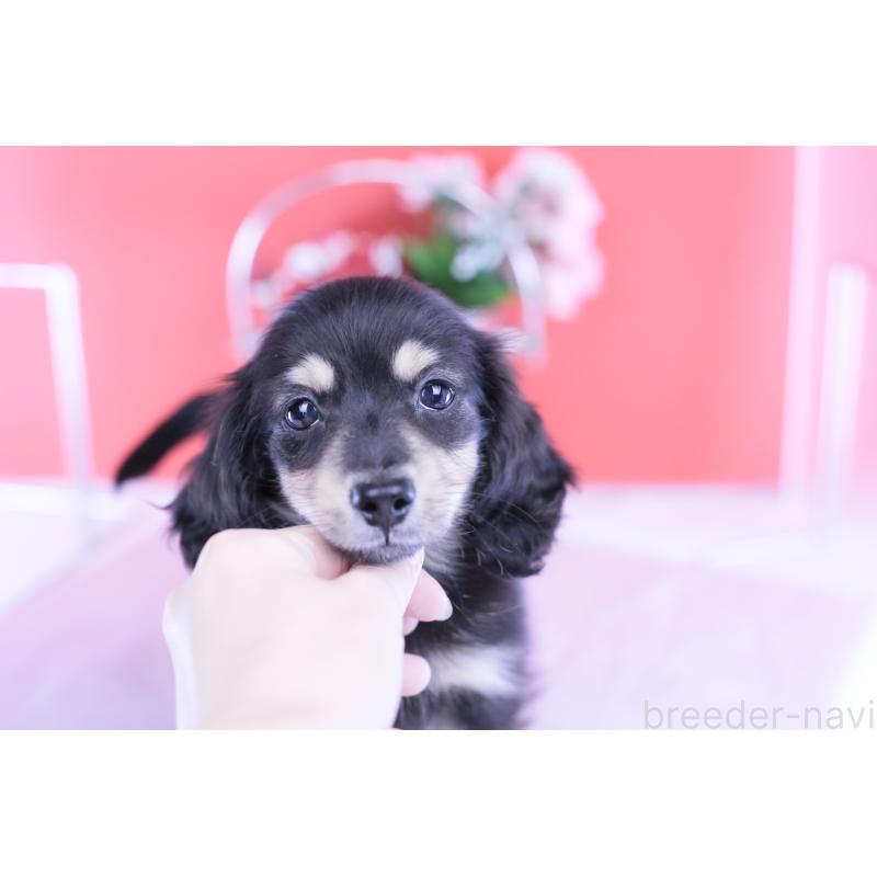 販売中の愛知県のカニンヘンダックスフンド(ロングヘアード)-424763の3枚目