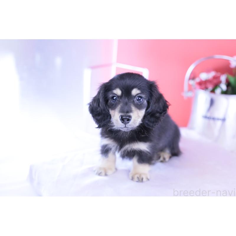 販売中の愛知県のカニンヘンダックスフンド(ロングヘアード)-424763の2枚目