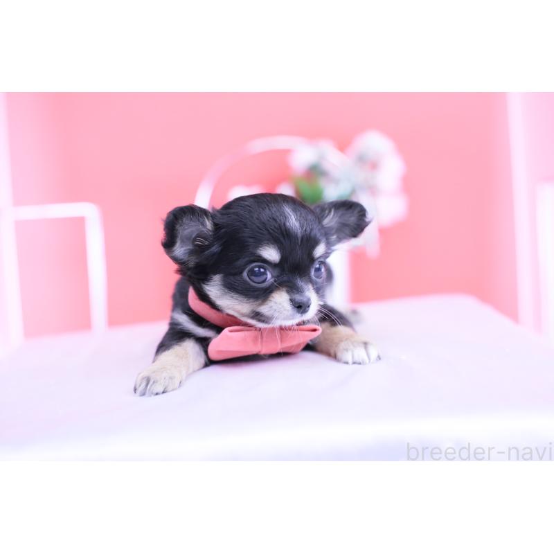 販売中の愛知県のチワワ(ロングコート)-424765の14枚目