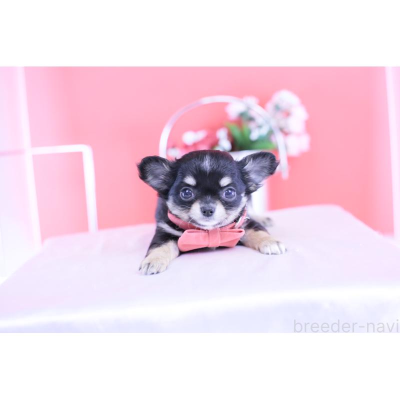 販売中の愛知県のチワワ(ロングコート)-424765の13枚目