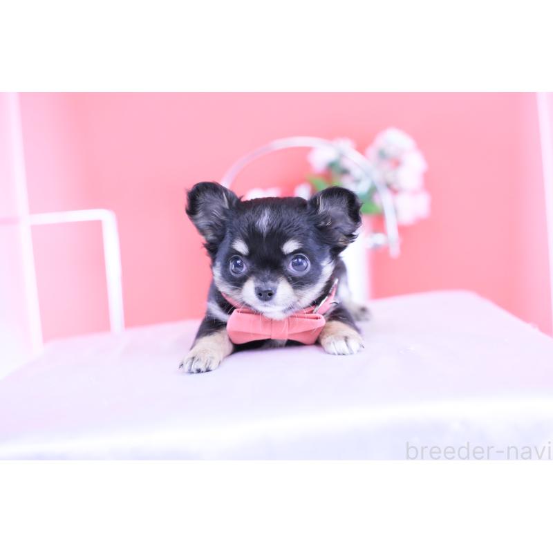 販売中の愛知県のチワワ(ロングコート)-424765の12枚目