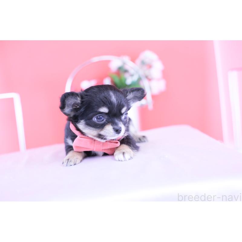 販売中の愛知県のチワワ(ロングコート)-424765の11枚目