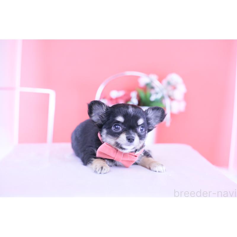 販売中の愛知県のチワワ(ロングコート)-424765の10枚目