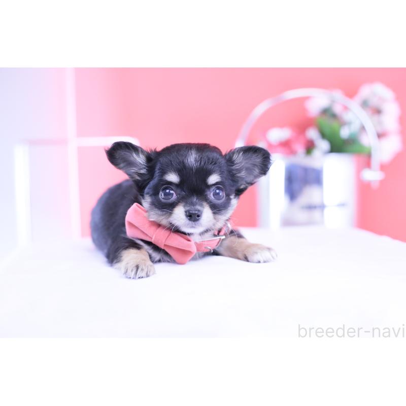 販売中の愛知県のチワワ(ロングコート)-424765の7枚目