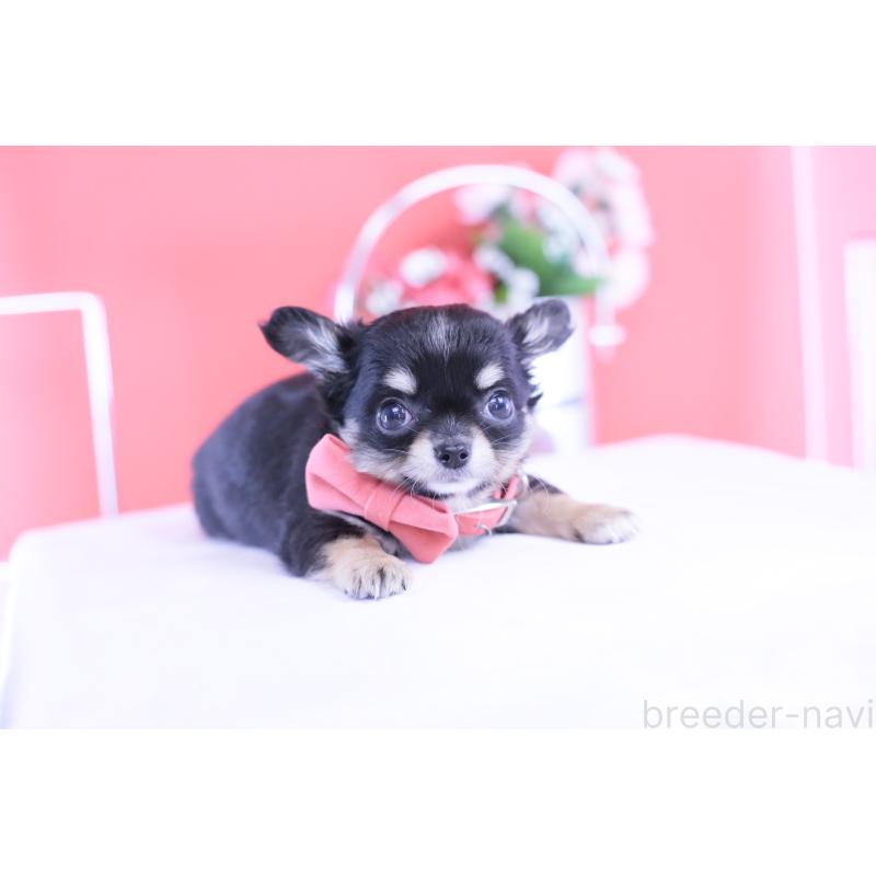 販売中の愛知県のチワワ(ロングコート)-424765の6枚目