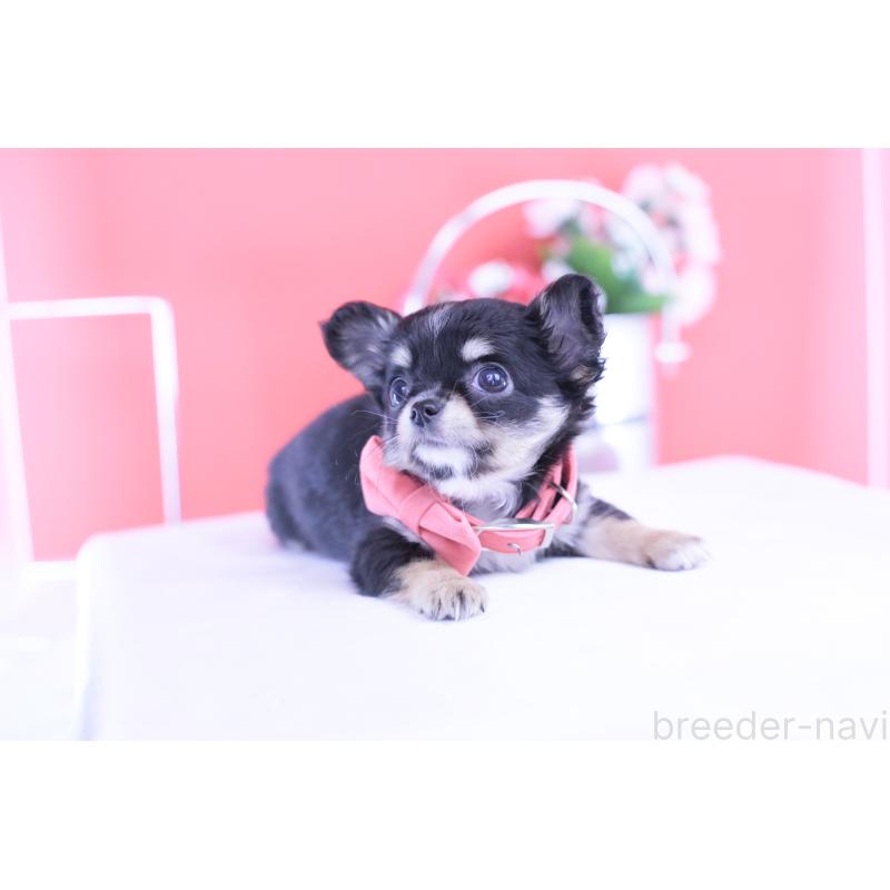 販売中の愛知県のチワワ(ロングコート)-424765の5枚目