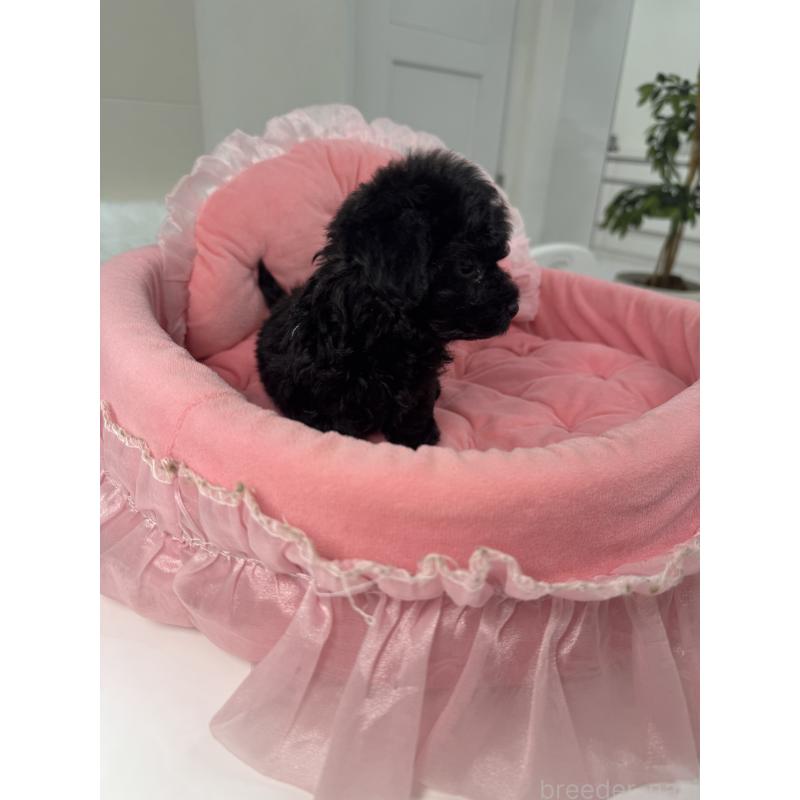 販売中の山梨県のミックス犬-430998の8枚目