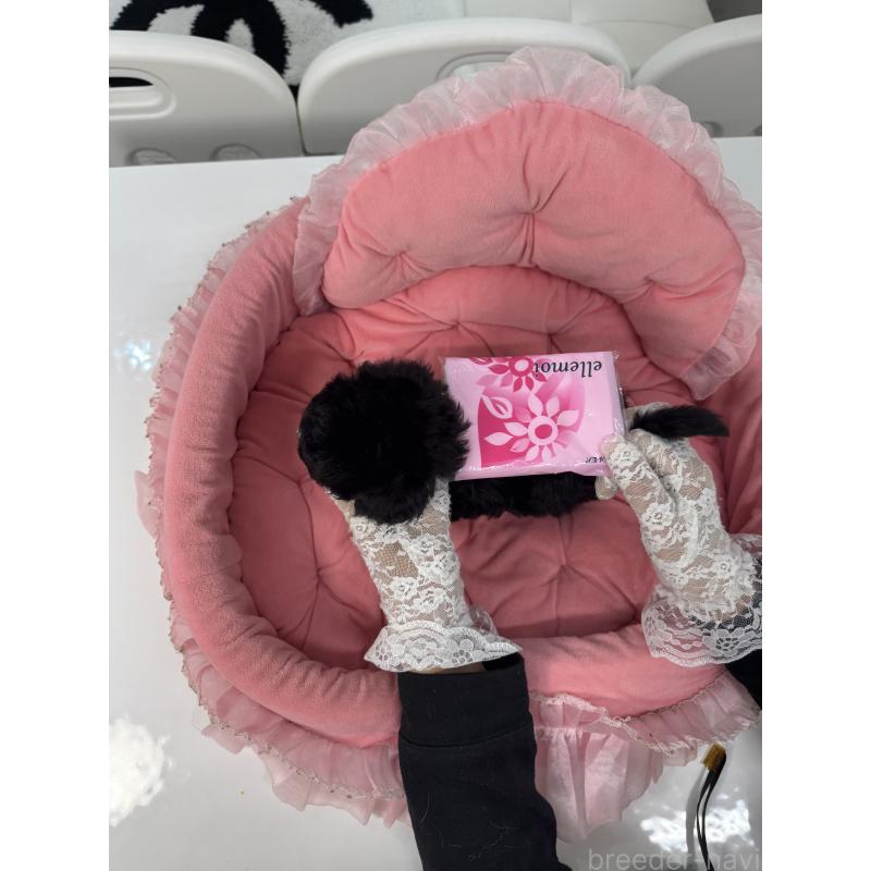 販売中の山梨県のミックス犬-430998の7枚目